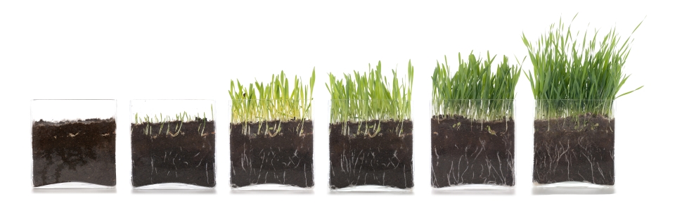 Product Life Cycle Growth